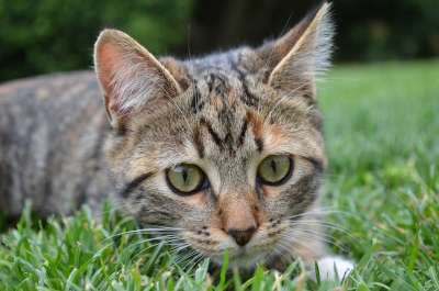 猫 草 家畜 三色 躺在 猫科动物 外面的猫 花园猫 当心