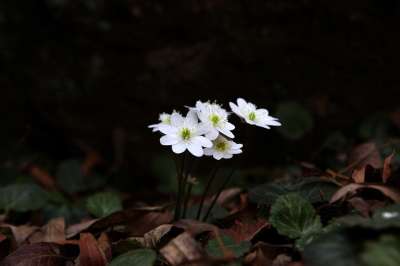 大自然 花 植物 叶子 户外 肝 野花 山 谷 春天