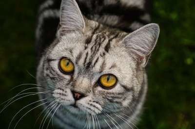 猫 关闭 动物 看法 头 家猫 猫脸 家畜 灰色的 宏