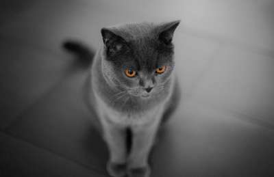 猫 肖像 动物 可爱的 哺乳动物 小猫 家畜