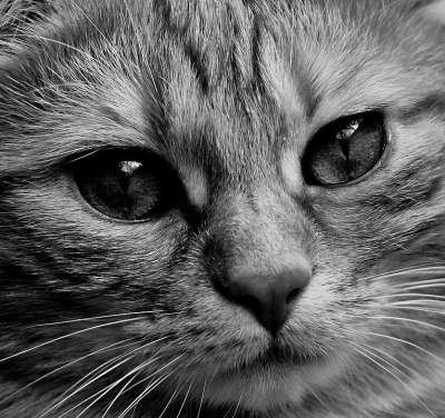 猫 脸 关闭 看法 眼睛 肖像 野生动物 动物 脸猫