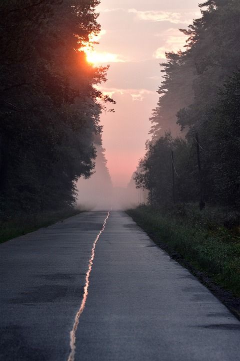 高速公路 为了 日出 清晨的薄雾 森林 景观 乡村小路 早晨