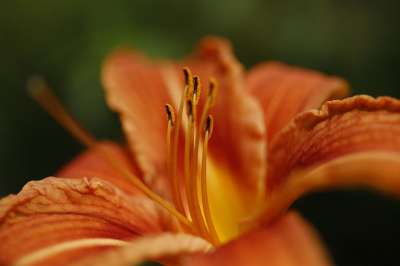 黄花菜 花 橙色黄花菜 花瓣 橙色花瓣 盛开 开花 植物群 自然