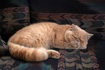 猫 波斯语 小猫 动物 猫科动物 宠物 可爱的