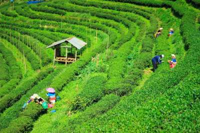茶园 花园 自然 清迈 叶子 有天赋的人 户外的 绿色 树