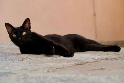 猫 安静的 动物 家猫 轻松 放松 黑色的 冷静地 黑猫 说谎