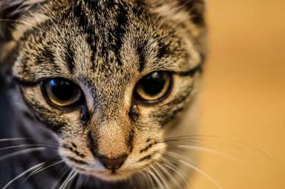 猫 动物 老虎 小猫 宠物 狮子 毛皮 可爱的 猫科动物 眼睛