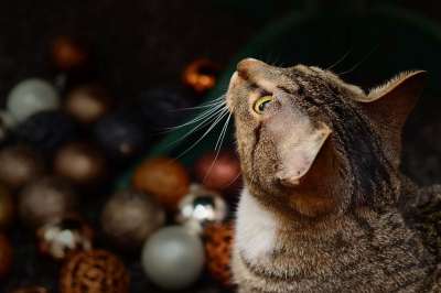 猫 圣诞节 假期 动物 可爱的 毛皮 猫科动物 冬天 礼物
