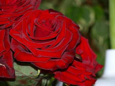 鲜花 玫瑰 自然 红色 婚礼 节日 爱情 内政部 装饰