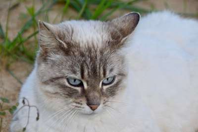 猫 胡同猫 欧洲猫 猫蓝色的眼睛 哺乳动物 可爱 猫科动物 肖像猫