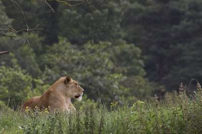 母狮 野生动物公园 猫 食肉动物 哺乳动物 大 捕食者 野生动物