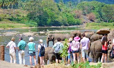 游客 旅游景点 大象 浴 日光浴 河浴 河 玛哈奥亚河 斯里兰卡