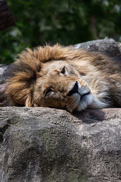 狮子 捕食者 动物园 非洲 动物 野生动物 苹果浏览器 大猫