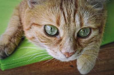 猫 红鲐鱼鱼骨 家猫 红色的 小猫 家畜 野生动物 猫脸 宿醉