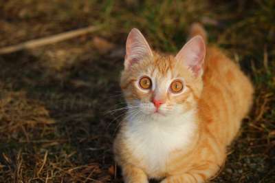 猫 小猫 红虎斑 红猫 年轻的猫 鲭鱼 猫孩子