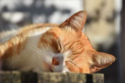 太阳 自然 猫 睡觉 宠物 户外