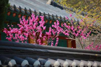 瓦房 韩国传统 春天 大韩民国 传统建筑 传统村落 韩屋 房子