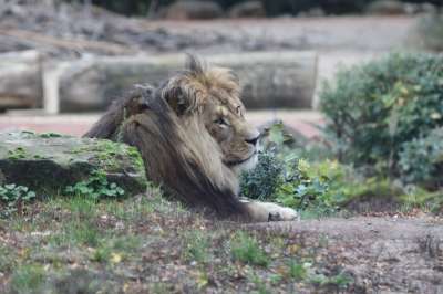 狮子 动物园 大猫 男性 王 鬃毛 柏柏尔人的狮子