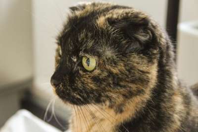 猫 老虎 动物 豹 毛皮 动物园 捕食者 小猫 性质 猫科动物