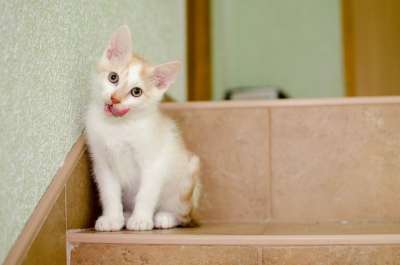 猫 家猫 达乔维茨 小猫 一个整齐干净的猫 猫的眼睛 最喜欢的