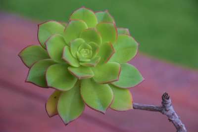 多汁玫瑰 植物 美丽 绿色 花园 自然 植物学 春天 植物群