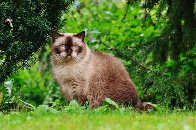 猫 英国短毛猫 蓝眼睛 花园 纯种 亲爱的 可爱的 浅褐色的