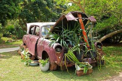 老爷车 植物在引擎盖 车 老的 红色的 褪色 优质的 集装箱