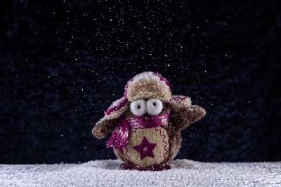 猫头鹰 冬天 雪 乐趣 帽 围巾 有趣的 鸟 可爱的 装饰