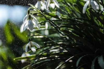雪花莲 花朵 花园 春天 盛开 花瓣 自然 露 水
