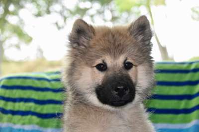 狗 年轻的狗 母狗 狗肖像 Eurasier 小狗