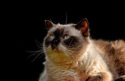 英国短毛猫 纯种 毛皮 野生动物 动物肖像 猫 动物