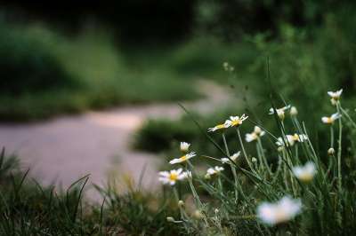 花朵 雏菊 野花 草地 小路 踪迹 草 自然
