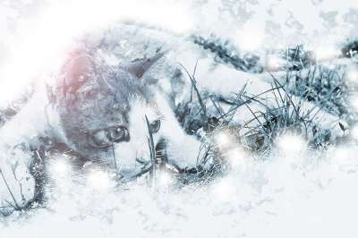 猫 小猫 宠物 谎言 在看着 鱼骨 家猫 好奇的
