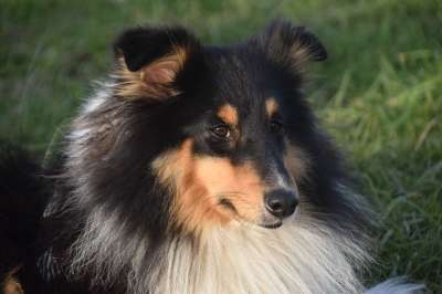 狗 设得兰群岛牧羊犬 犬类 设得兰群岛牧羊犬三色 动物