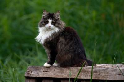 猫 动物 宠物 小猫 绿色的动物 绿色的宠物
