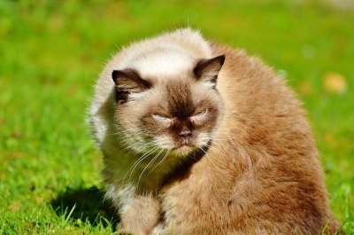 猫 品种猫 英国短毛猫 纯种 短发 毛皮 可爱的