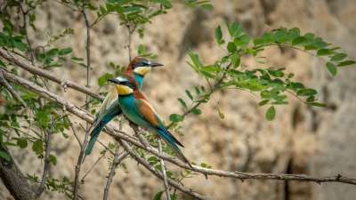 食蜂鸟 Merops Apiaster 鸟 鸟类 自由自然 喙 分支