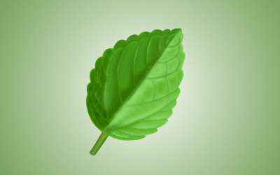 叶子 植物 自然 植物群 生长 植物学 叶子 叶子 叶子 叶子