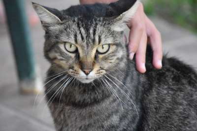 猫 可爱的 灰色的 灰猫 可爱猫咪 小猫 宠物 基蒂 动物
