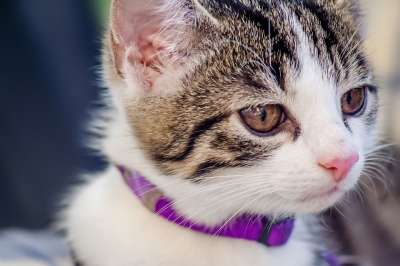 猫 动物 家畜 家猫 宿醉 猫眼 猫脸 鲭鱼 哺乳动物 放松