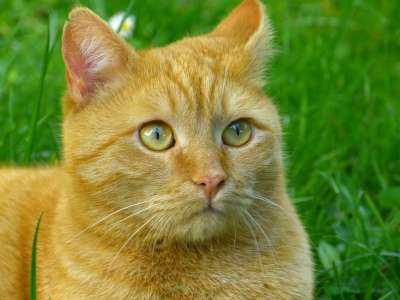 猫 鲭鱼 红色的 宿醉 家猫 肖像 Katzenkopf 猫脸
