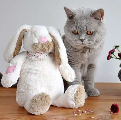 英国短毛猫 猫 宠物 猫科动物 动物 毛皮 基蒂 国内的