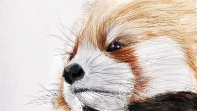 插图 小熊猫 动物园 这个动物 自然 中国 插图 插图 小熊猫