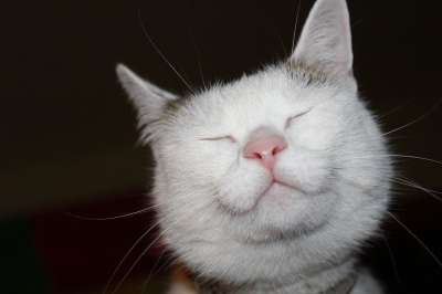 猫 动物 小猫 宠物 看 自由 可爱的 家猫 好奇心 头发