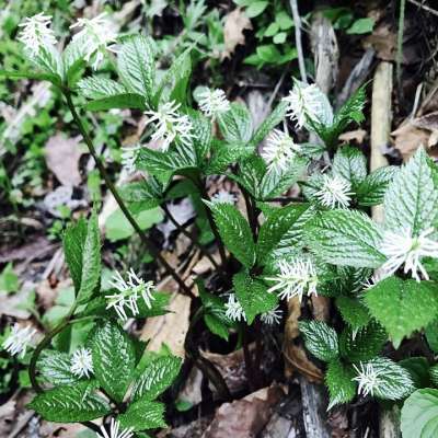 老虎系列 野生植物 食用野生植物的更多
