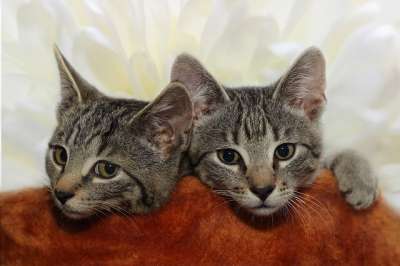 猫 家猫 二 家畜 动物 猫眼 猫脸 可爱的 鲭鱼 毛皮