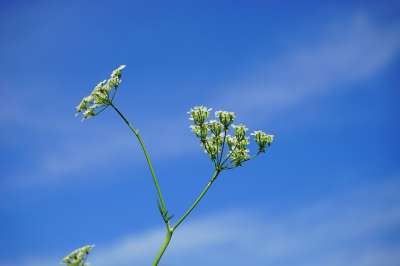 草甸山萝卜 花序 开花 白色的 峨 Chaerophyllum 恩