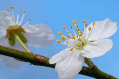 花朵 樱花 开花 盛开 春天 植物学 季节性 自然 户外 花瓣