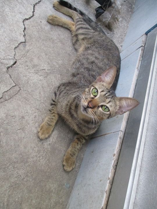 猫 宠物 小猫 友谊 肖像 毛皮 相信 猫科动物 自然 老虎