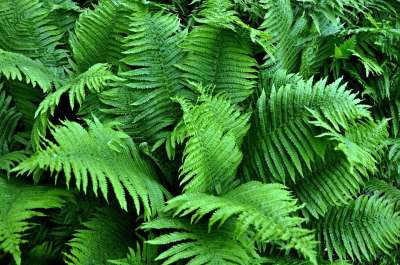 蕨类 植物 生长 花园 绿色 绿色增长
